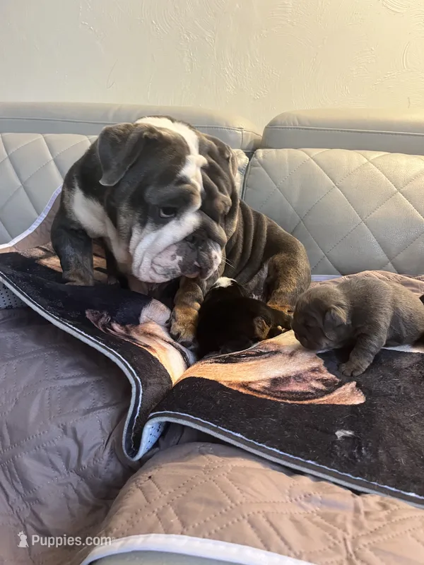 Stone – English Bulldog puppy for sale in Cleveland, NC