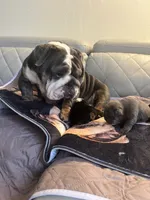 Stone, a female English Bulldog for sale in Cleveland, NC – 3 of 4