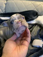 Coco , a female French Bulldog for sale in Cleveland, NC – 1 of 7