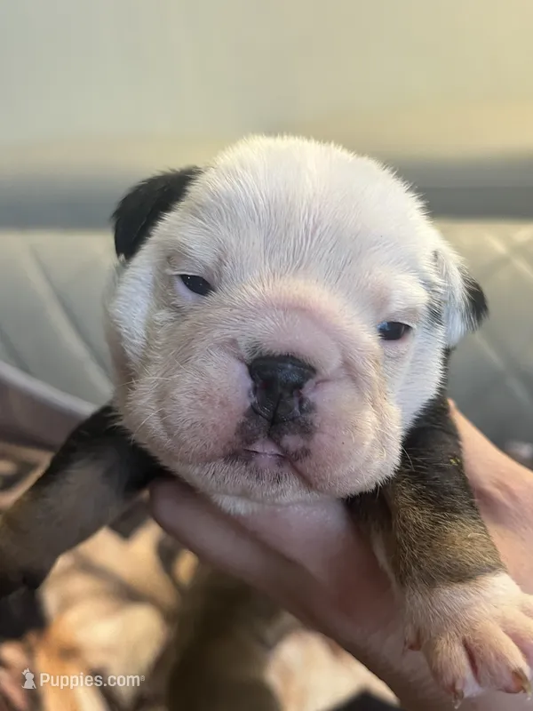 Blackberry  – English Bulldog puppy for sale in Cleveland, NC