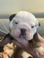 Blackberry , a female English Bulldog for sale in Cleveland, NC – 1 of 5