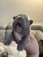 Kiki, a female French Bulldog for sale in Cleveland, NC – 2 of 6
