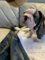 Big rope, a female French Bulldog for sale in Cleveland, NC – 3 of 7