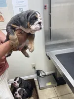 Sassy , a female English Bulldog for sale in Cleveland, NC – 9 of 9