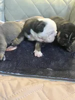 Blackberry , a female English Bulldog for sale in Cleveland, NC – 4 of 5