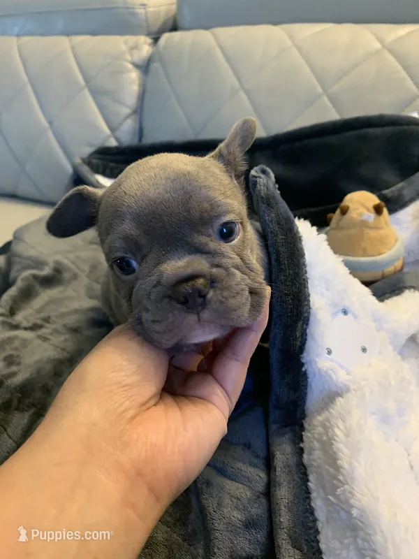 Kiki – French Bulldog puppy for sale in Cleveland, NC