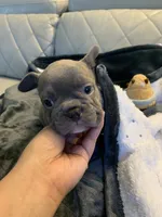 Kiki, a female French Bulldog for sale in Cleveland, NC – 1 of 6