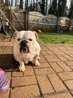Sisi, a female English Bulldog for sale in Cleveland, NC – Photo 3 of 7