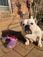 Sisi, a female English Bulldog for sale in Cleveland, NC – Photo 1 of 7