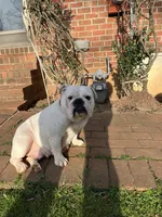 Sisi, a female English Bulldog for sale in Cleveland, NC – Photo 6 of 7