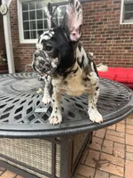 Lazy, a male French Bulldog for sale in Cleveland, NC – 3 of 3