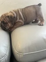 Maya , a female English Bulldog for sale in Cleveland, NC – 5 of 5