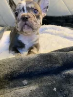 Jojo, a female French Bulldog for sale in Cleveland, NC – 5 of 8
