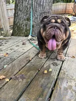 Pineapple, a female English Bulldog for sale in Cleveland, NC – 8 of 8