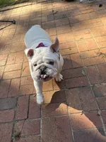 Bear , a male English Bulldog for sale in Cleveland, NC – 4 of 5