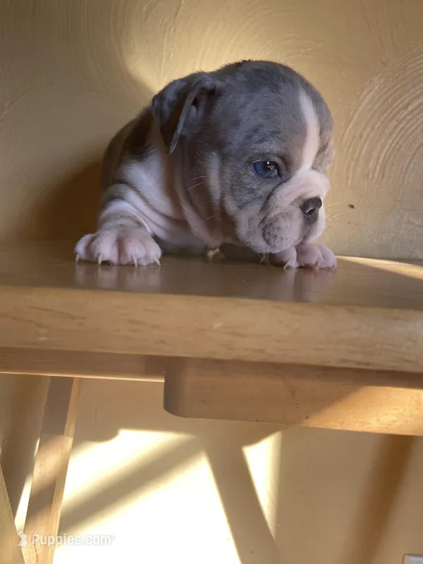 Susan, a female English Bulldog for sale in Cleveland, NC – Photo 1 of 9