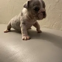 Susan, a female English Bulldog for sale in Cleveland, NC – Photo 4 of 9