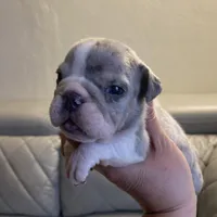 Susan, a female English Bulldog for sale in Cleveland, NC – Photo 5 of 9