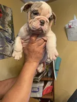 Susan, a female English Bulldog for sale in Cleveland, NC – Photo 8 of 9