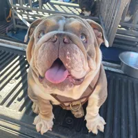 Susan, a female English Bulldog for sale in Cleveland, NC – Photo 9 of 9