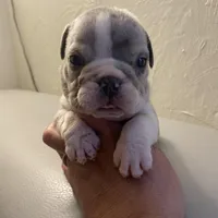 Susan, a female English Bulldog for sale in Cleveland, NC – Photo 3 of 9