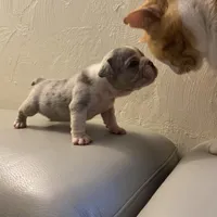 Susan, a female English Bulldog for sale in Cleveland, NC – Photo 6 of 9