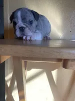 Susan, a female English Bulldog for sale in Cleveland, NC – Photo 2 of 9