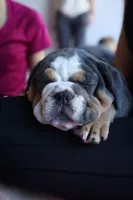 Sassy , a female English Bulldog for sale in Cleveland, NC – 8 of 9
