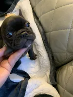 Zoom , a male French Bulldog for sale in Cleveland, NC – 2 of 6