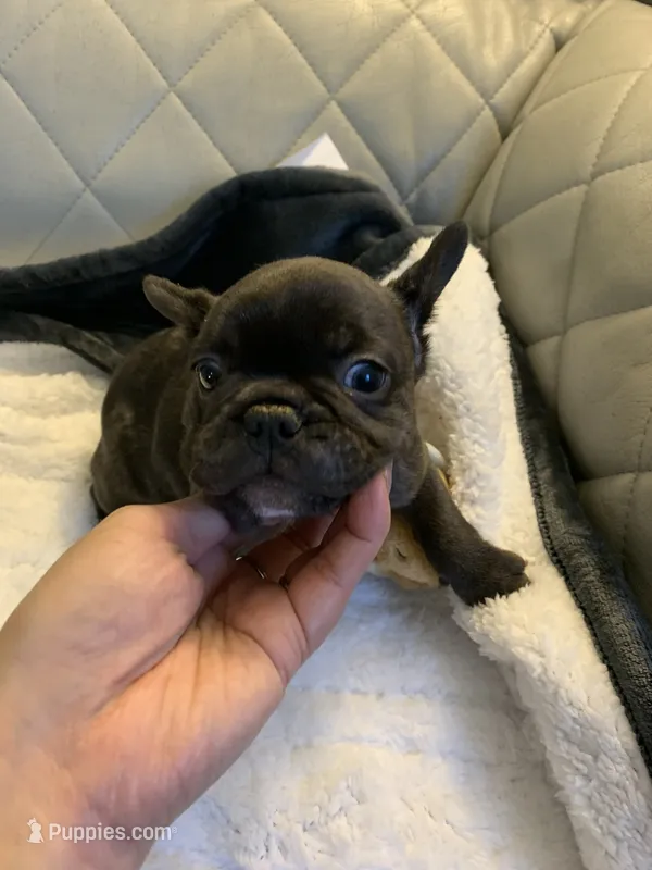 Zoom  – French Bulldog puppy for sale in Cleveland, NC