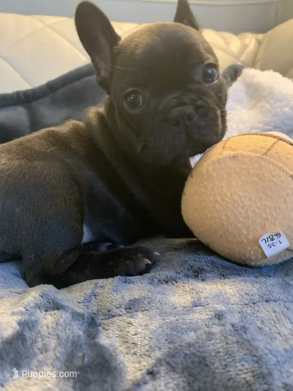 Baby  – French Bulldog puppy for sale in Cleveland, NC