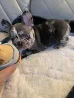 Jojo, a female French Bulldog for sale in Cleveland, NC – 3 of 8