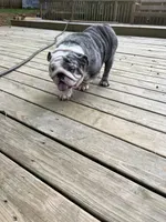 Maya , a female English Bulldog for sale in Cleveland, NC – 4 of 4