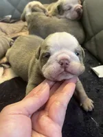 Watermelon, a male English Bulldog for sale in Cleveland, NC – 6 of 7