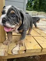 Chunky , a female English Bulldog for sale in Cleveland, NC – 2 of 7