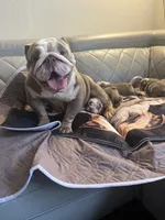 Pineapple, a female English Bulldog for sale in Cleveland, NC – 7 of 8