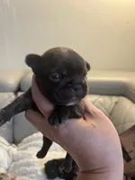 Zoom , a male French Bulldog for sale in Cleveland, NC – 2 of 7