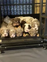 Lilac tri, a female English Bulldog for sale in Cleveland, NC – Photo 2 of 3