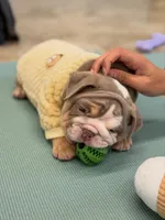 Lilac tri, a female English Bulldog for sale in Cleveland, NC – Photo 1 of 3