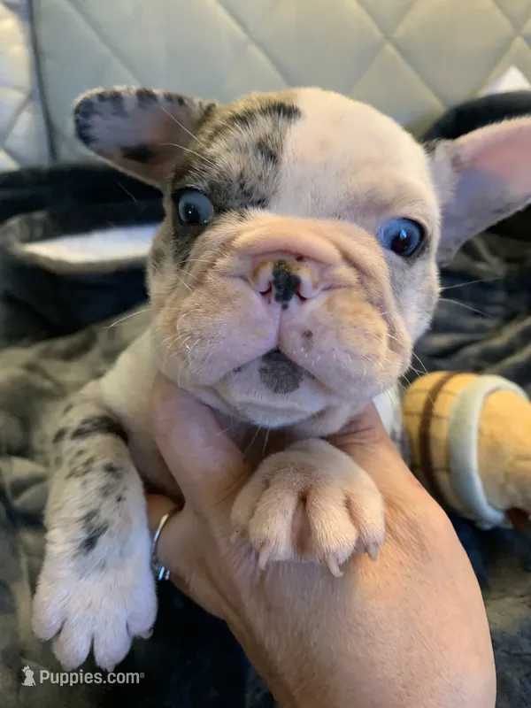 Merle  – French Bulldog puppy for sale in Cleveland, NC