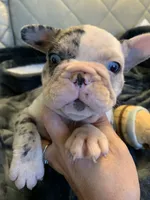 Merle , a female French Bulldog for sale in Cleveland, NC – 1 of 8
