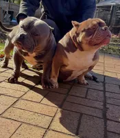 Boo, a female American Bulldog for sale in Cleveland, NC – Photo 3 of 3