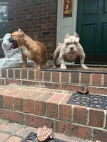 Boo, a female American Bulldog for sale in Cleveland, NC – Photo 2 of 3