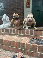 Boo, a female American Bulldog for sale in Cleveland, NC – Photo 1 of 3