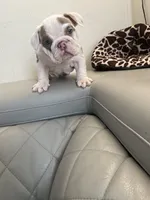Rice , a female English Bulldog for sale in Cleveland, NC – 4 of 5