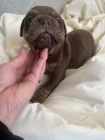 Kim , a male English Bulldog for sale in Cleveland, NC – 2 of 4
