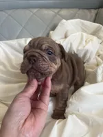 Pet, a male English Bulldog for sale in Cleveland, NC – 3 of 5