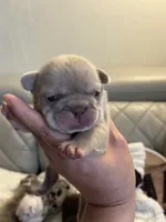 Boba , a female French Bulldog for sale in Cleveland, NC – 6 of 9