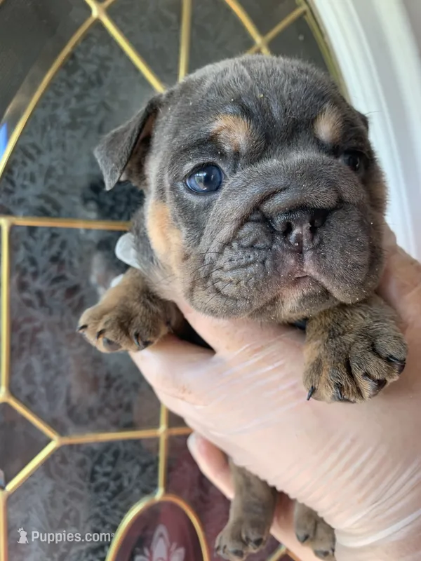 Stone – English Bulldog puppy for sale in Cleveland, NC