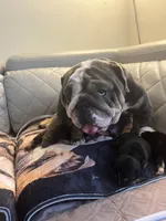 Stone, a female English Bulldog for sale in Cleveland, NC – 2 of 4